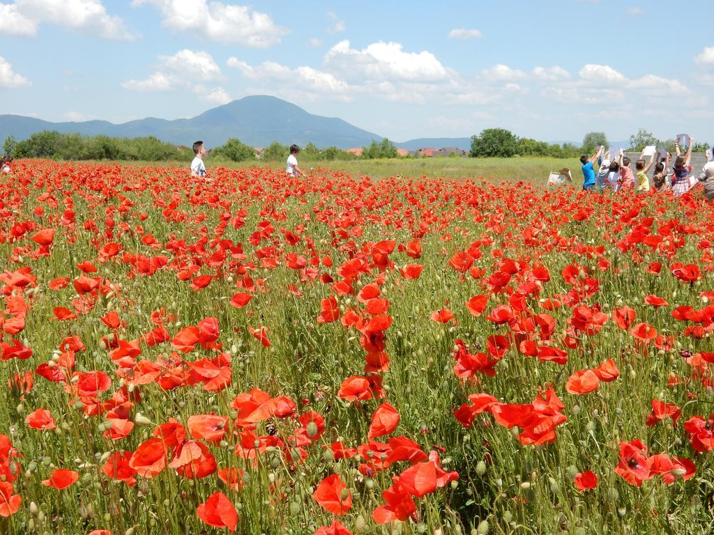 Pensiune Pensiunea Cetatea Craiului 4*